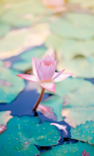 तनाव मुक्ति के लिए माइंडफुलनेस