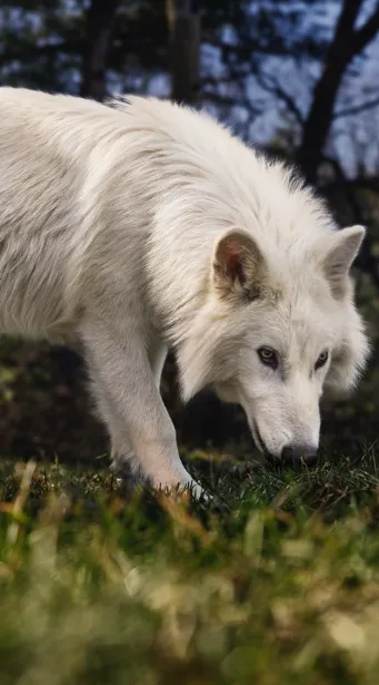 Dire Wolves De-Extinction
